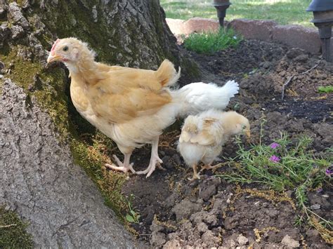 Weeks Old Buff Orpington Hen Or Roo Backyard Chickens Learn