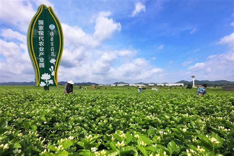 茉莉花都香飘世界——横县好一朵茉莉花绘出新发展崭新画卷 中国日报网