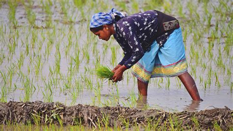 How To Fix The Global Rice Crisis