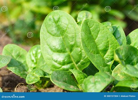 Harvested Green Spinach Leaves Healthy Vegetable Food For Low Carb Or