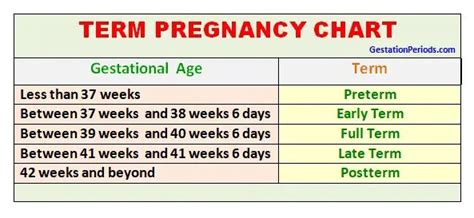 Cat Gestation Period Calculator - CALCULATOR CGW