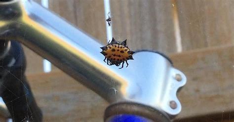 Spiny Orb Weavers I Found On Unused Bikes In My Backyard Album On Imgur