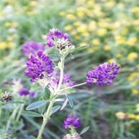 Lucerne Alfalfa Seeds Kg The Natural Plants