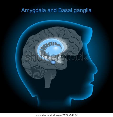 Location Amygdalae Basal Ganglia Human Brain: vetor stock (livre de direitos) 2122514627 ...