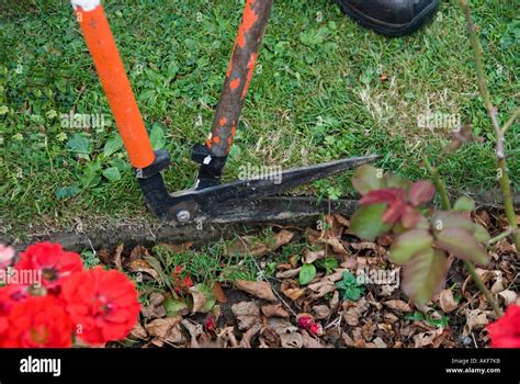 Trimming Rose Bed Border With Edge Shears Stock Photo Alamy