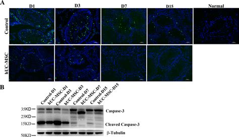 Huc Msc Protected Germ Cells Against Ir Induced Apoptosis A Tunel