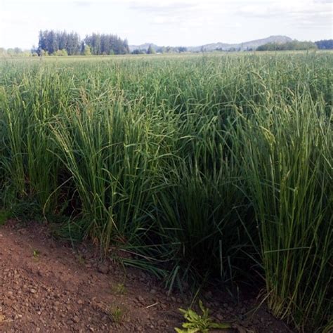 High Quality Orchardgrass For Superior Forage