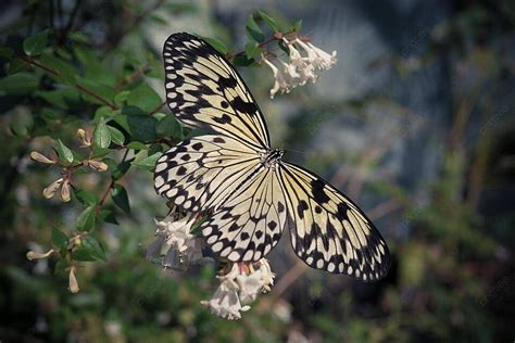 16 Butterfly Flower Greenhouse Photos, Pictures And Background Images ...