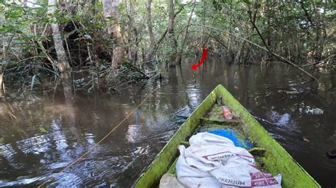 BEGINILAH SAAT MENELUSURI DIBAWAH HUTAN RAWA KALIMANTAN DENGAN TEKNIK