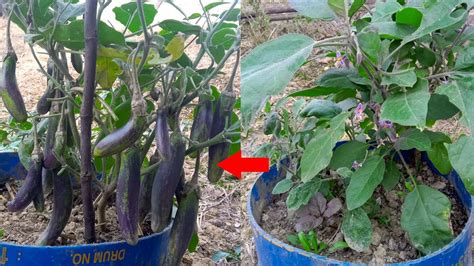 টবে বেগুন চাষ পদ্ধতি ॥ বেগুন গাছের পরিচর্যা ॥ Growing Eggplant In Pots Youtube