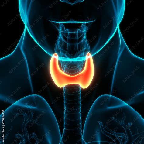 Human Body Glands Thyroid Gland Anatomy Stock Illustration | Adobe Stock