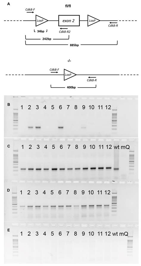 Ijms Free Full Text Limitations Of Tamoxifen Application For In