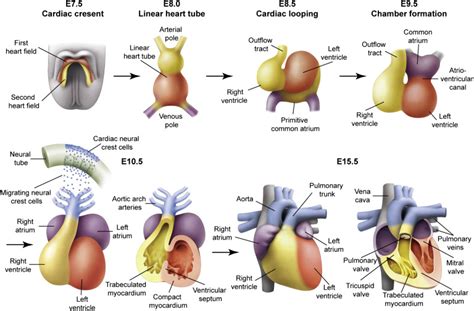 Embryology Of Heart