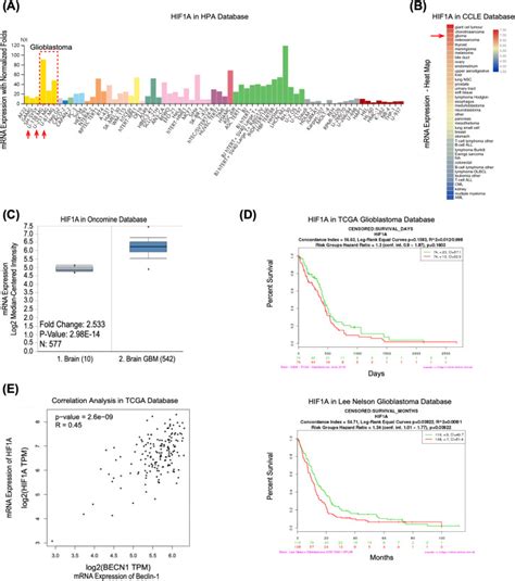 Hypoxia Induced Autophagy Is Involved In Radioresistance Via HIF1A