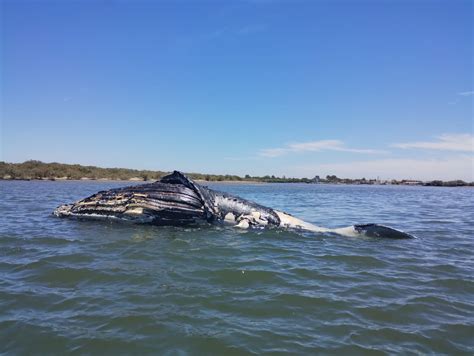 Encuentran Muerta A Una Ballena Jorobada En Isla Macapule Guasave