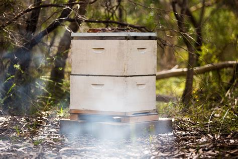 10 Frame Langstroth Hive Dimensions Complete Beehives