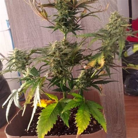 Sweet Seeds Orange Apricot Glue Xl Auto Grow Journal By Dgessy