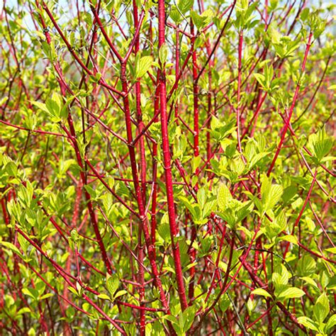 Cornus sanguinea 'Midwinter Fire' 9cm | YouGarden