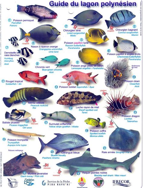 A Poster With Different Types Of Fish On It S Sides And The Words Guide