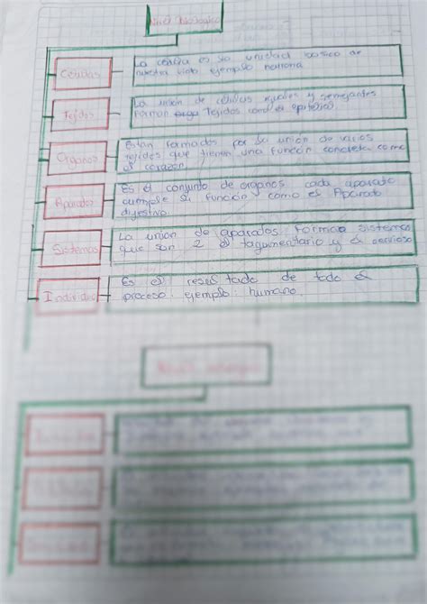 Solution Niveles De La Materia Viva Studypool