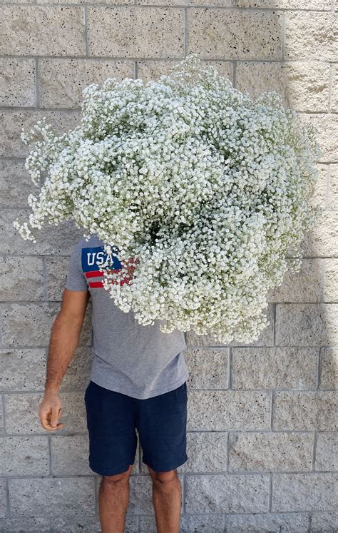 Xl Babys Breath Bunch Fresh Babysbreath Bouquet Million Etsy