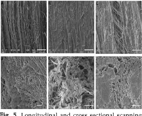 Pdf Preparation And Functional Characterization Of Decellularized