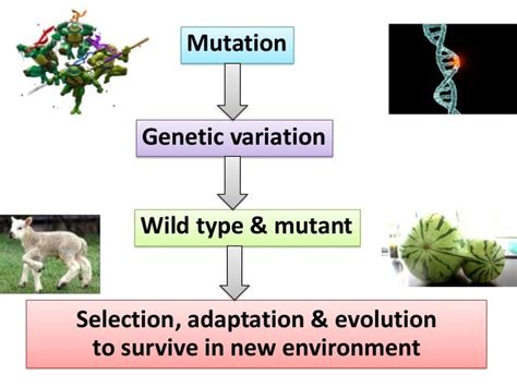 Mutation And Dna Repair