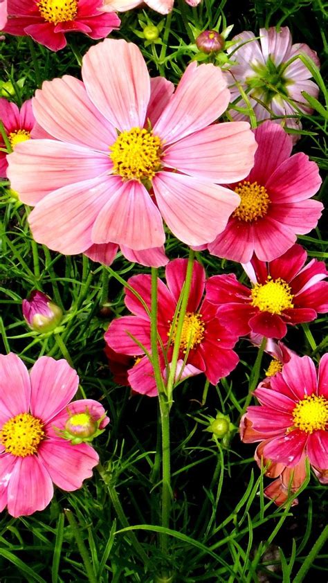 Flores Cosmos Rosas Fondo De Pantalla 2k HD ID 2821