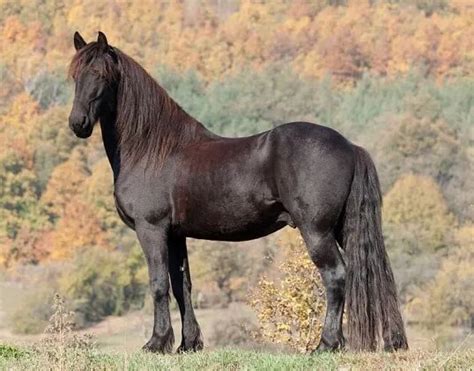 Destrier (Horse Breed) | The Witcher Fanon Wikia | Fandom