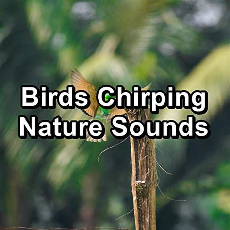 Play Birds Chirping Nature Sounds By Ocean Wave Sounds Piano And Ocean