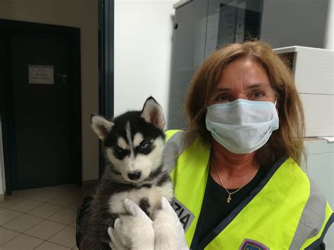 Fvg Pi Di Cento Cuccioli Sequestrati Il Traffico Illegale Di Cani