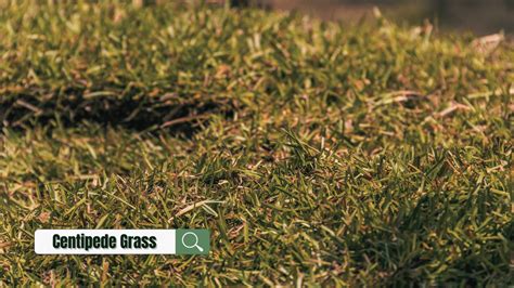 6 Best Types Of Florida Grass And Expert Maintenance Tips Home Improvement Cents