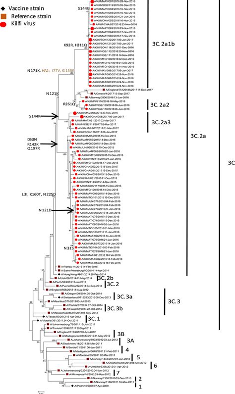 A Maximum Likelihood Phylogenetic Tree Of The Ha Gene Segment For