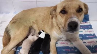 Napoli Il Cane Ciro Rubato Al Padrone L Appello Su Facebook