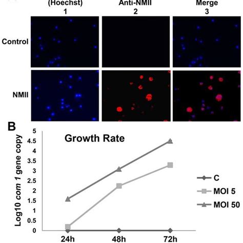 Growth Rate And Indirect Immunofluorescence Assay Ifa Staining Of