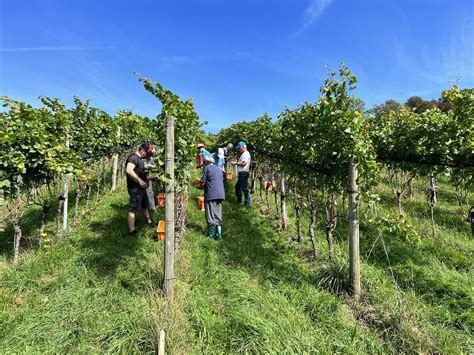 Weinlese Weingut Burkhart