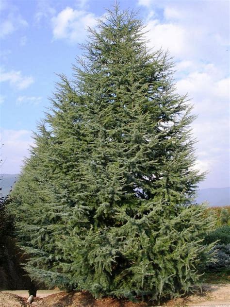 Cedr himálajský ROBUSTA 100 120 cm kont 10 l E shop Lumigreen cz