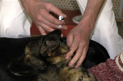 Veterinarian Implanting a Chip in a Dog Stock Photo - Image of computer ...