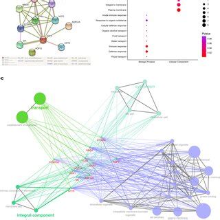 Functional Annotations And Predicted Signaling Pathways A The PPI