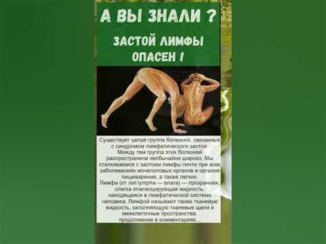 лимфа.. важно знать!!! - YouTube