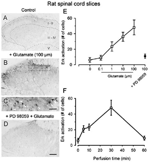 Figure From Calcium Calmodulin Stimulated Adenylyl Cyclases