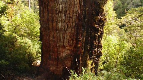 What Is the Oldest Tree in the World? | HowStuffWorks