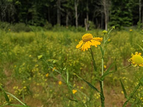 Virginia Natural Heritage Program | Natural History of Ecological