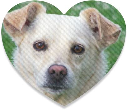 Free Dog Face Transparent, Download Free Dog Face Transparent png ...