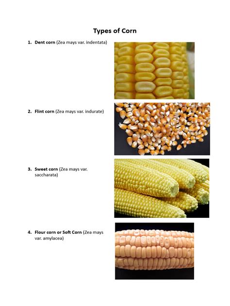 Types of Maize | PDF