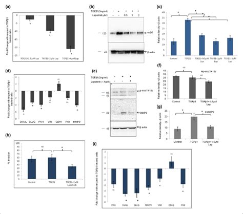 Treatment Of Tgf1 Induced Mcf 7 Cells With Lapatinib And Anti Integrin Download Scientific