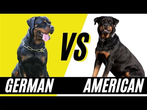 Difference Between American Rottweiler German Rottweiler