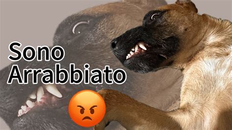 Lasciami Stare Che Oggi Sono Arrabbiato Cane Arrabbiato Youtube