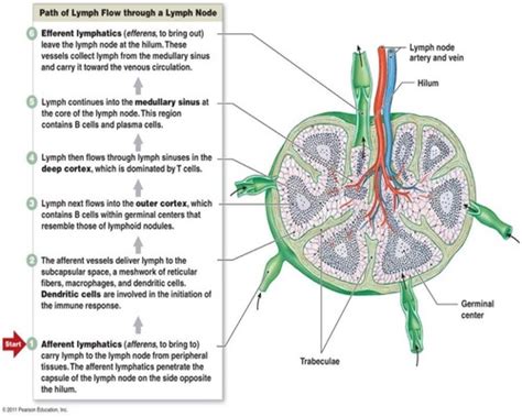 The Lymphatic System Flashcards Quizlet