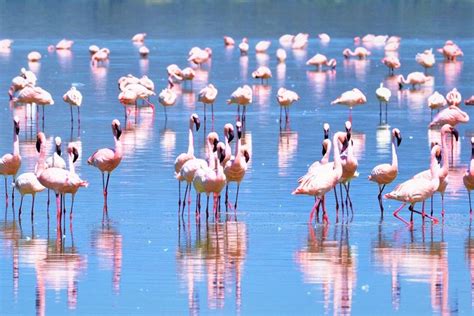 Game Drive Safaris In Lake Nakuru National Park Kenya Safari